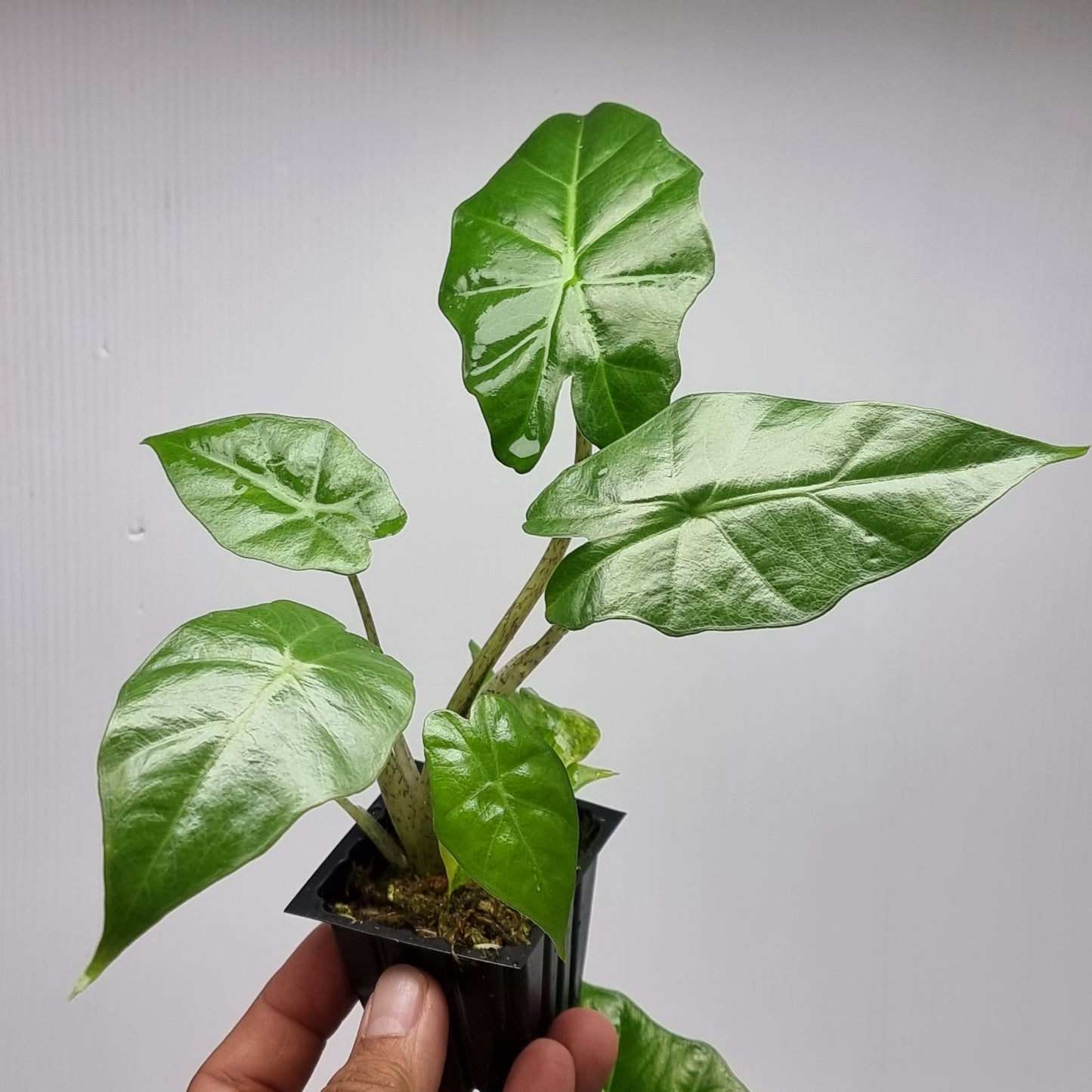 Alocasia portora Reverted
