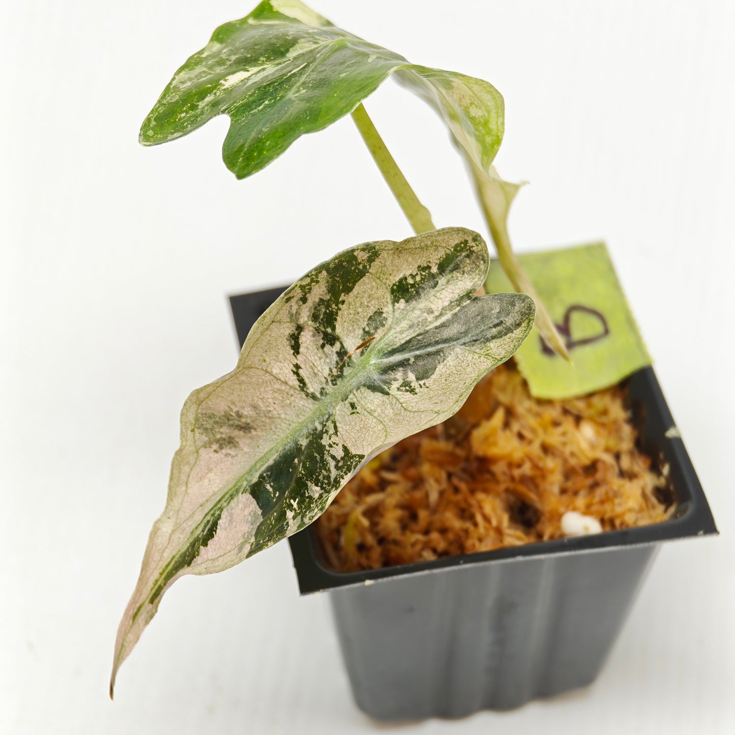 Alocasia Venom Pink Variegated