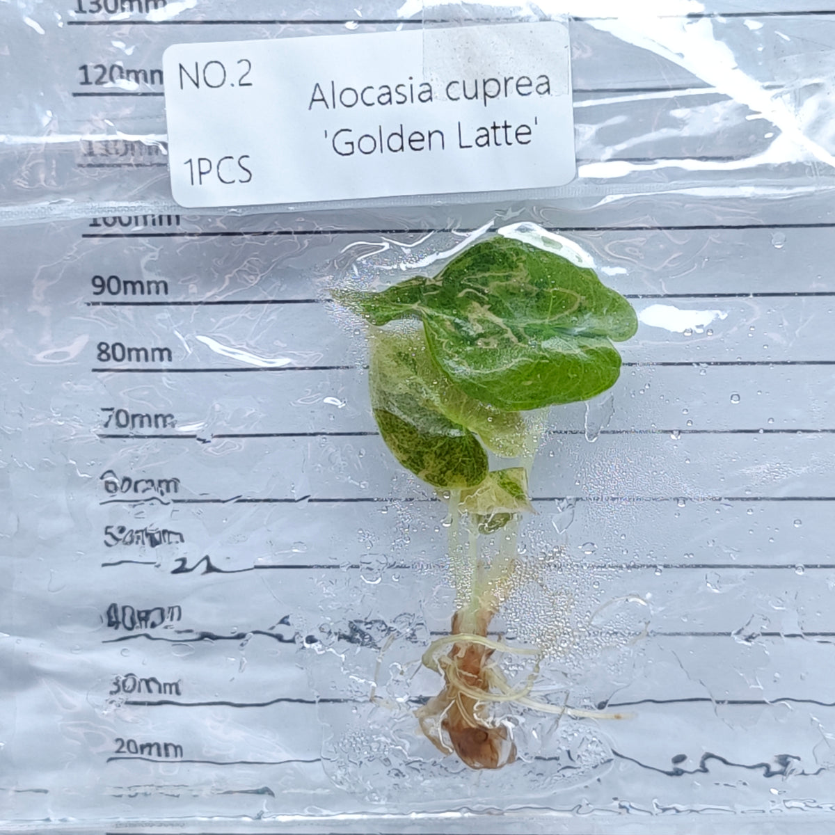 Alocasia cuprea Golden latte Variegated (1plant/bag) - Tissue culture