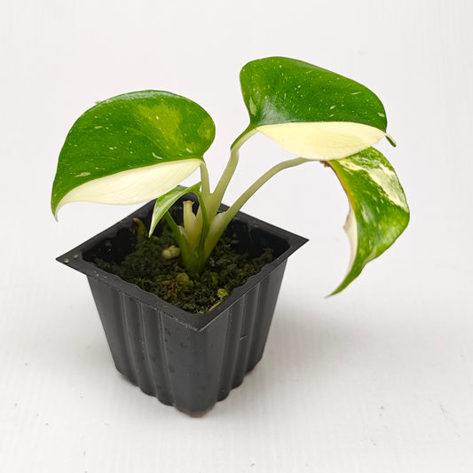 Monstera Thai Constellation
