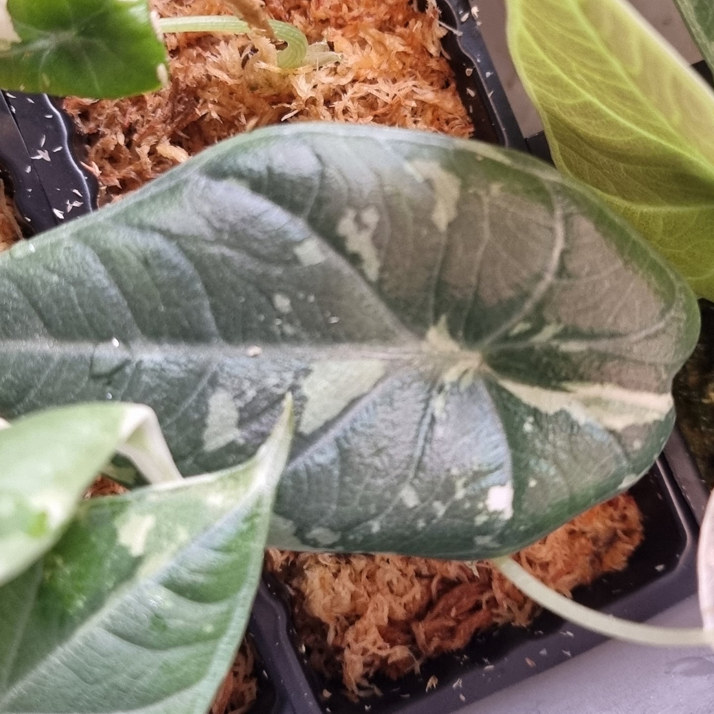 Alocasia Maharani Albo LOW Variegated