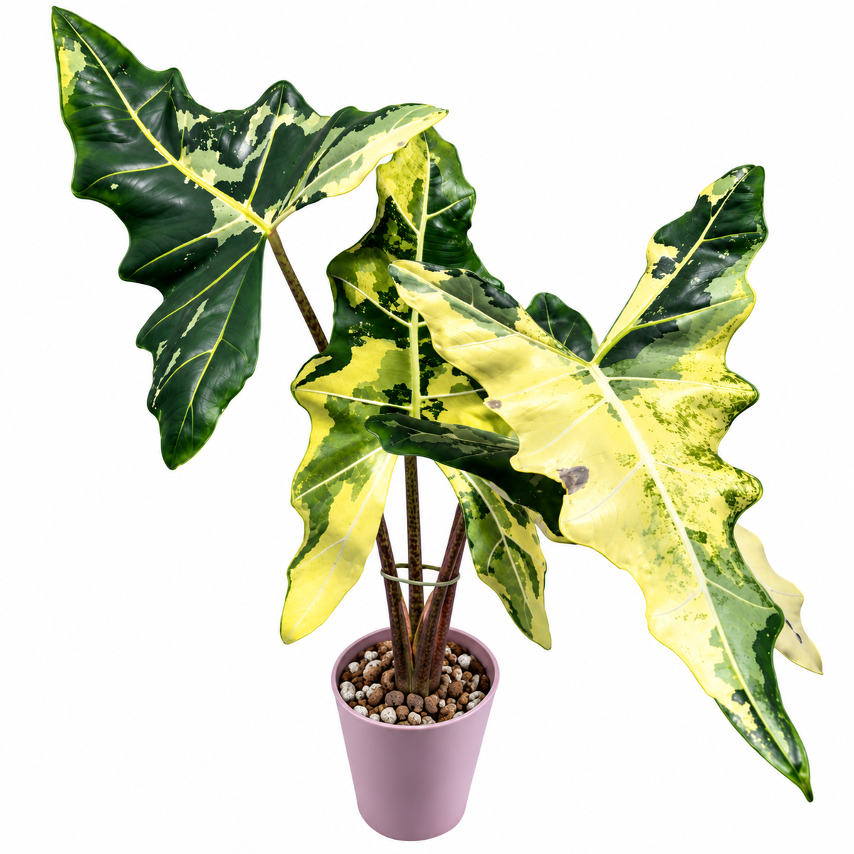 Alocasia Sarian Albo PRE- ORDER _ Tissue culture(1plant/bag)