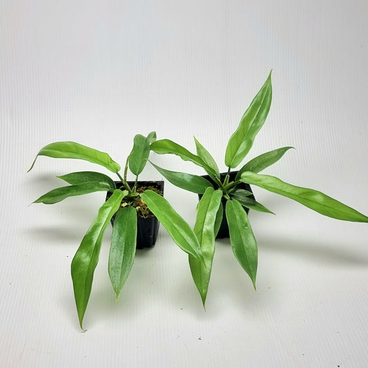 Philodendron Florida Beauty x P. tortum REVERTED