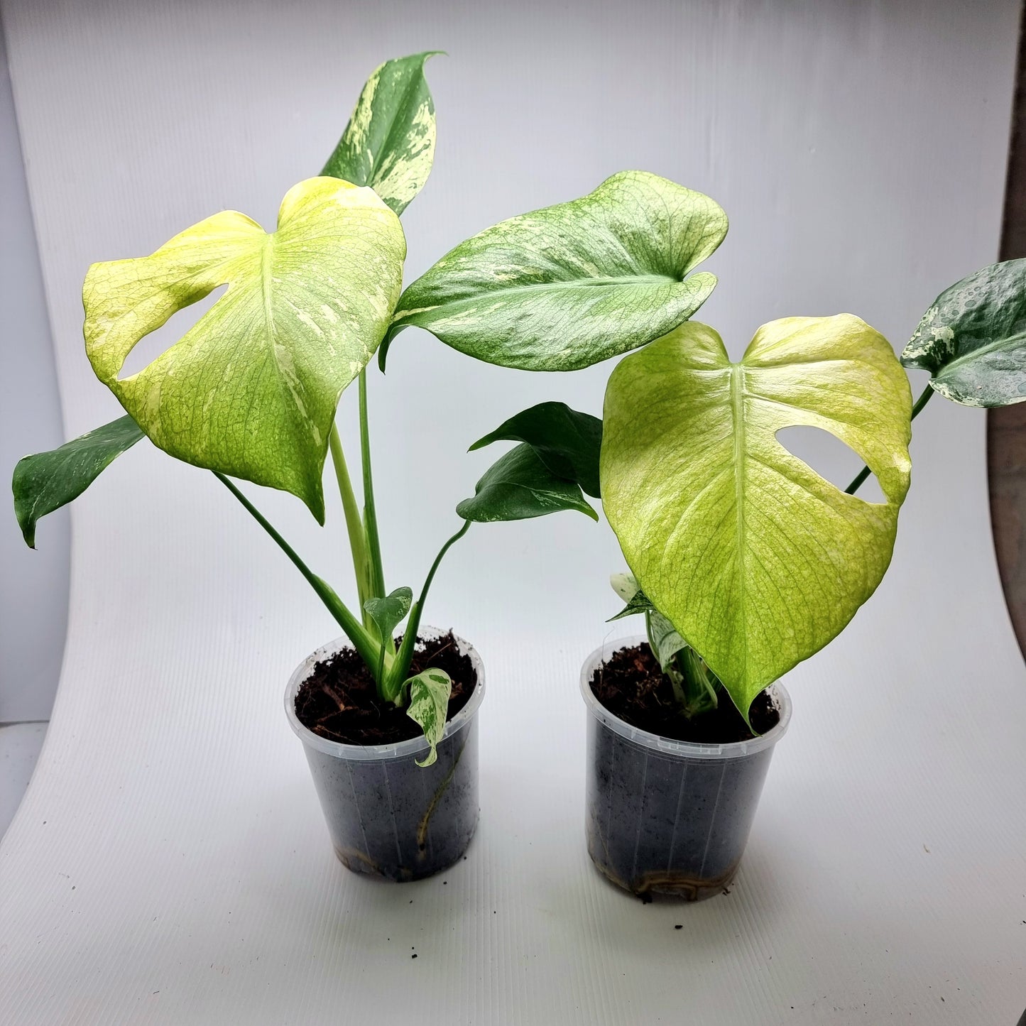 Monstera deliciosa Mint