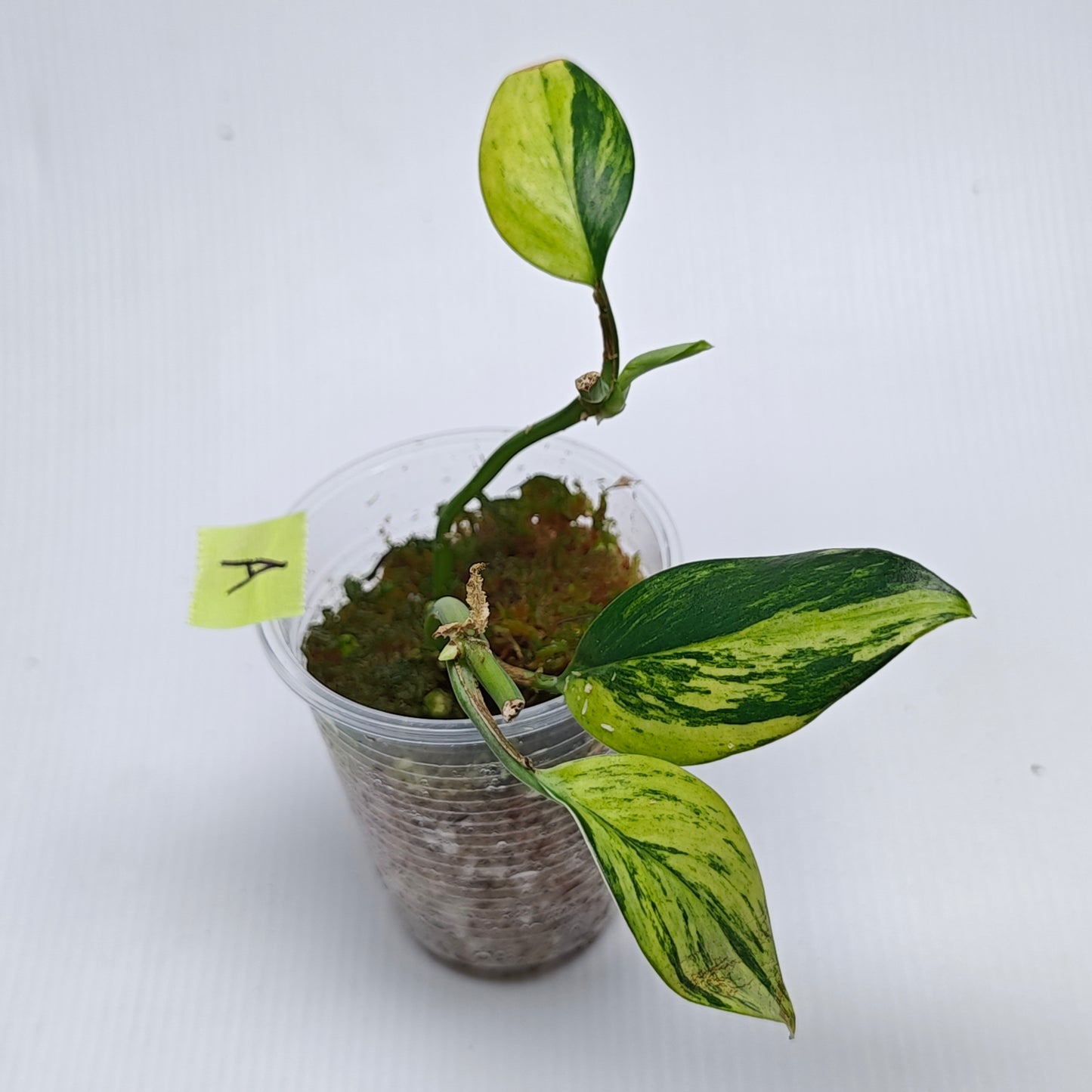 Rhaphidophora hongkongensis Aurea Variegated