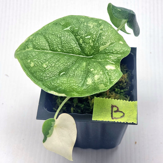 Alocasia melo Albo variegated