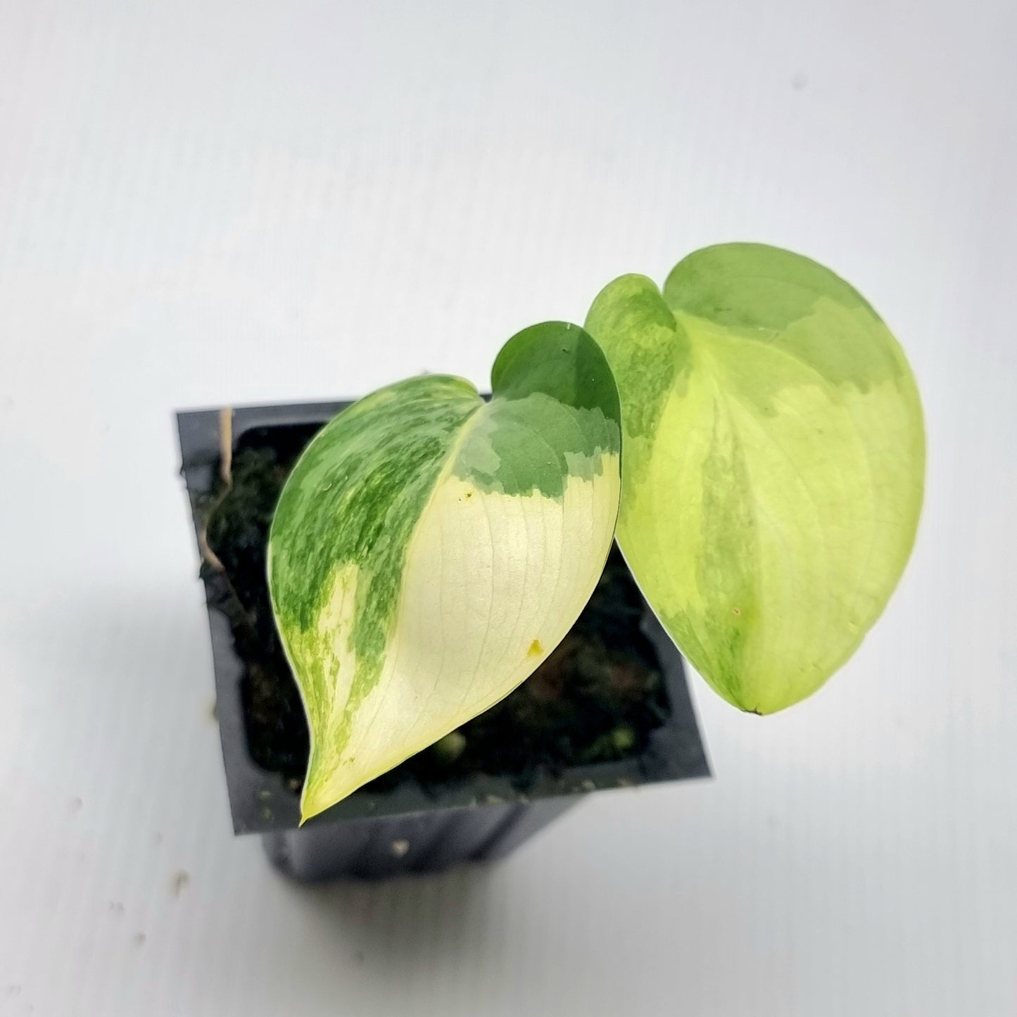 Scindapsus Jade Satin Aurea Variegated