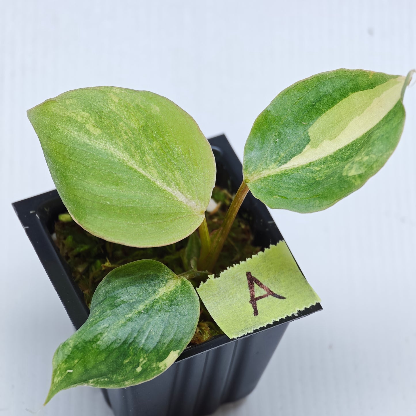Philodendron gloriosum Aurea Variegated
