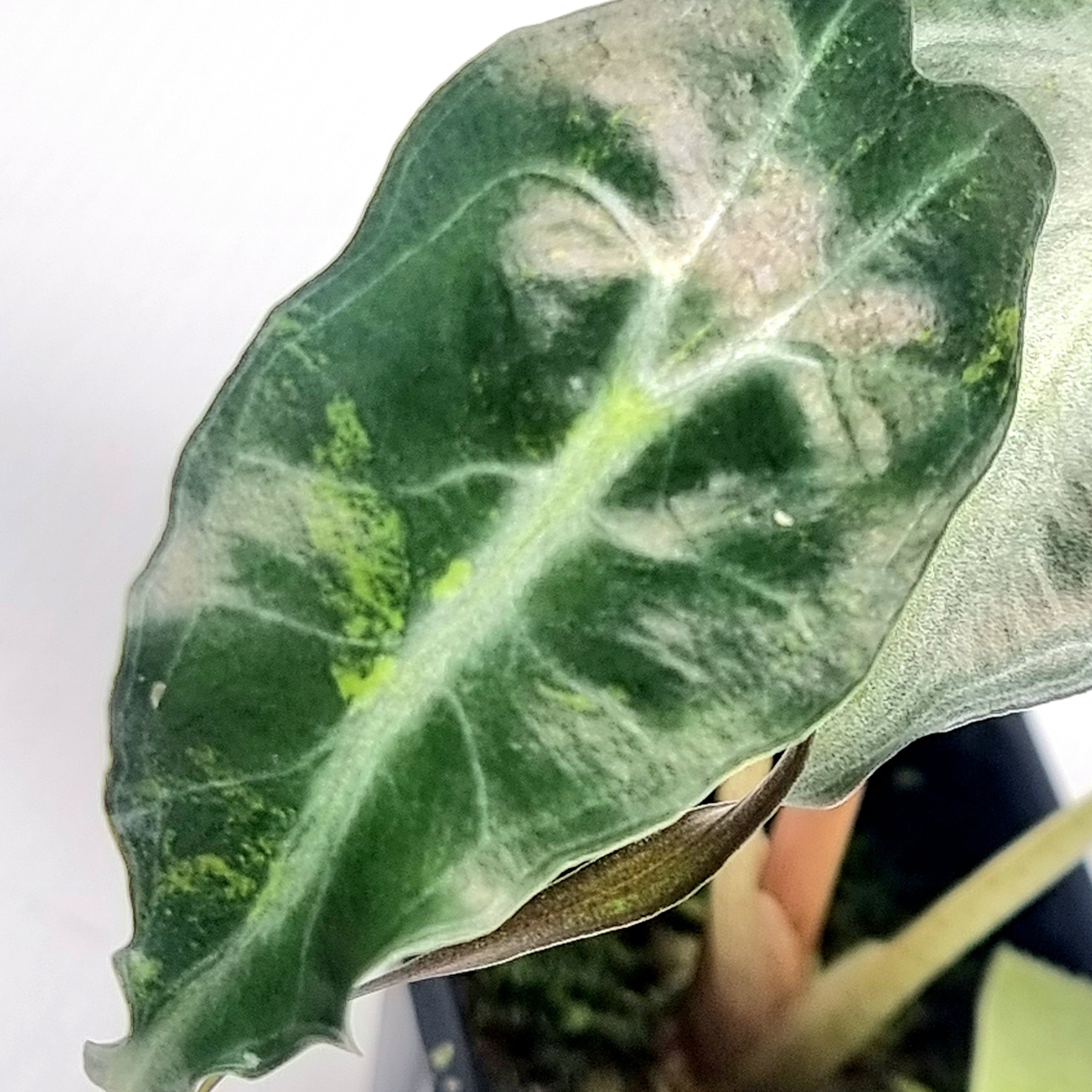 Alocasia Venom Aurea Variegated – Flora Magnifica Australia