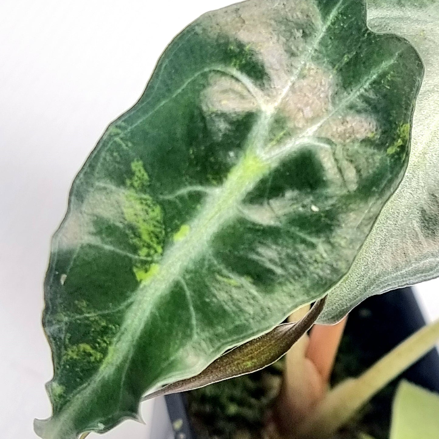 Alocasia Venom Aurea Variegated