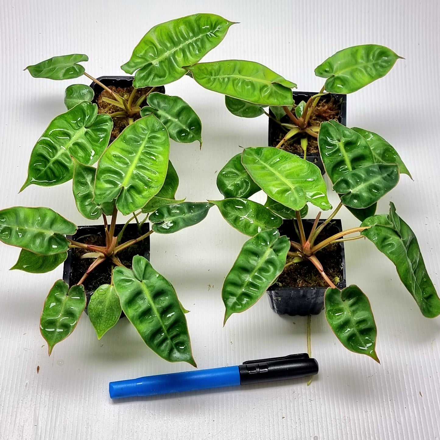 Philodendron billietiae