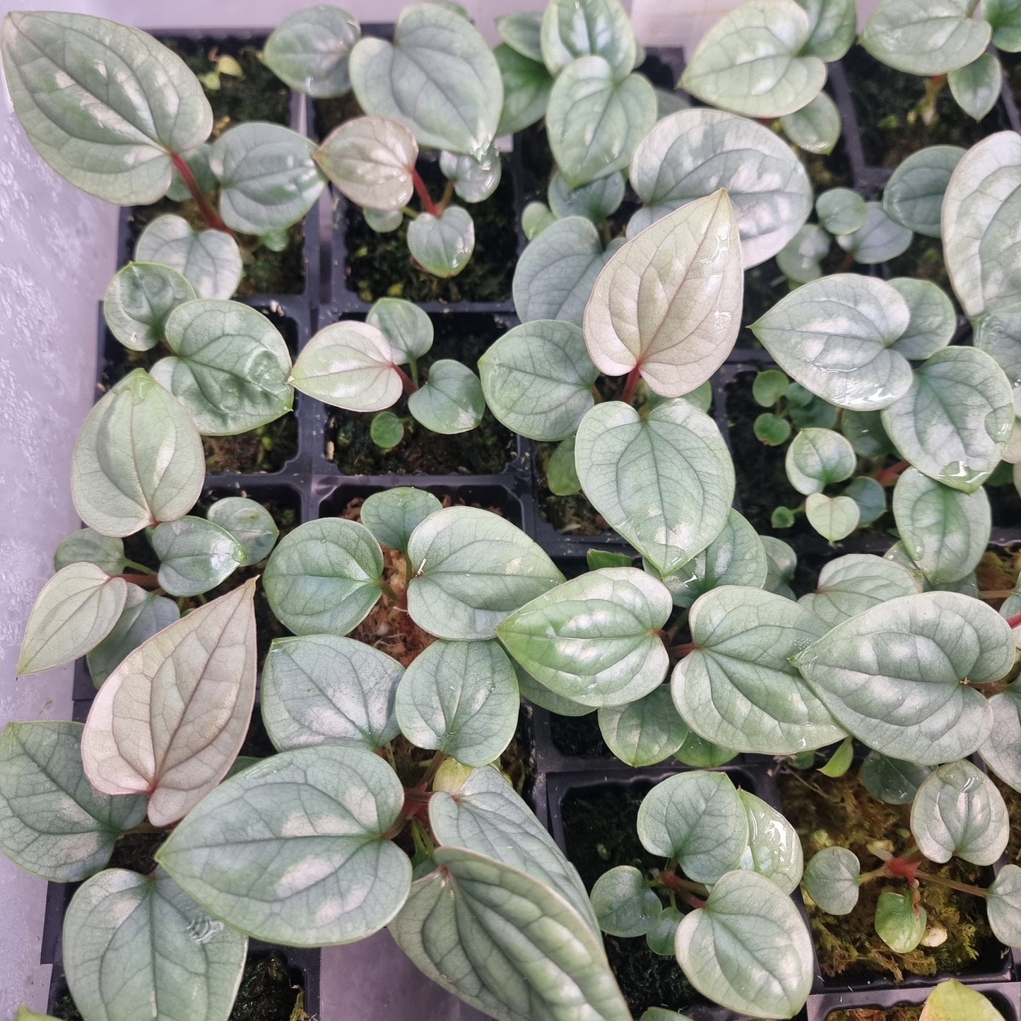 Anthurium luxurians