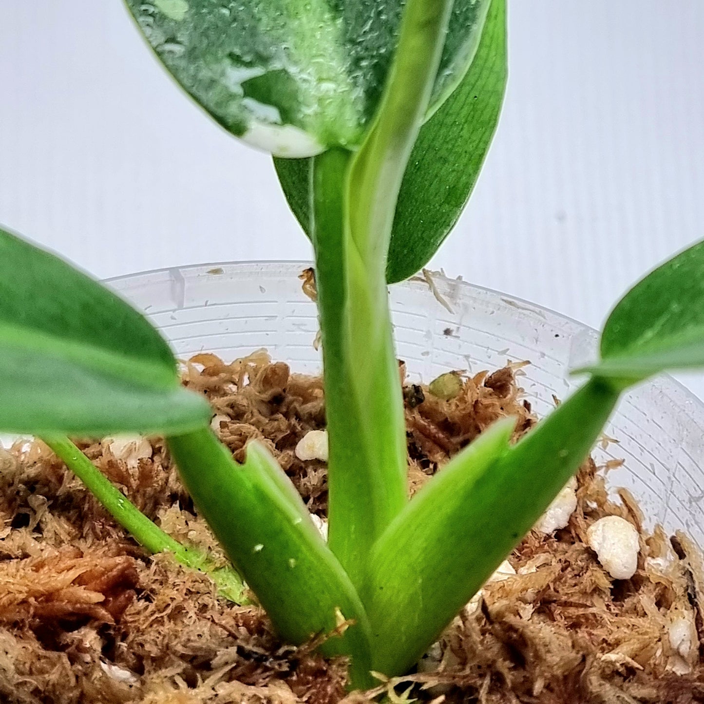 Philodendron Jose Buono x P. martianum