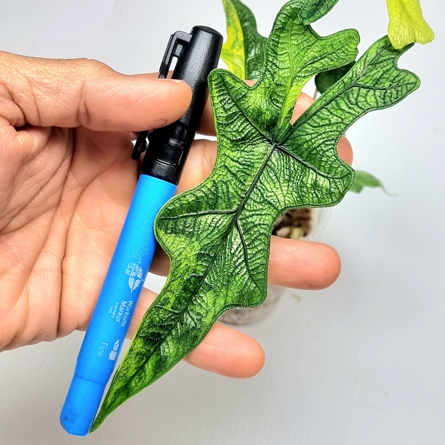 Alocasia Jacklyn Aurea Variegated