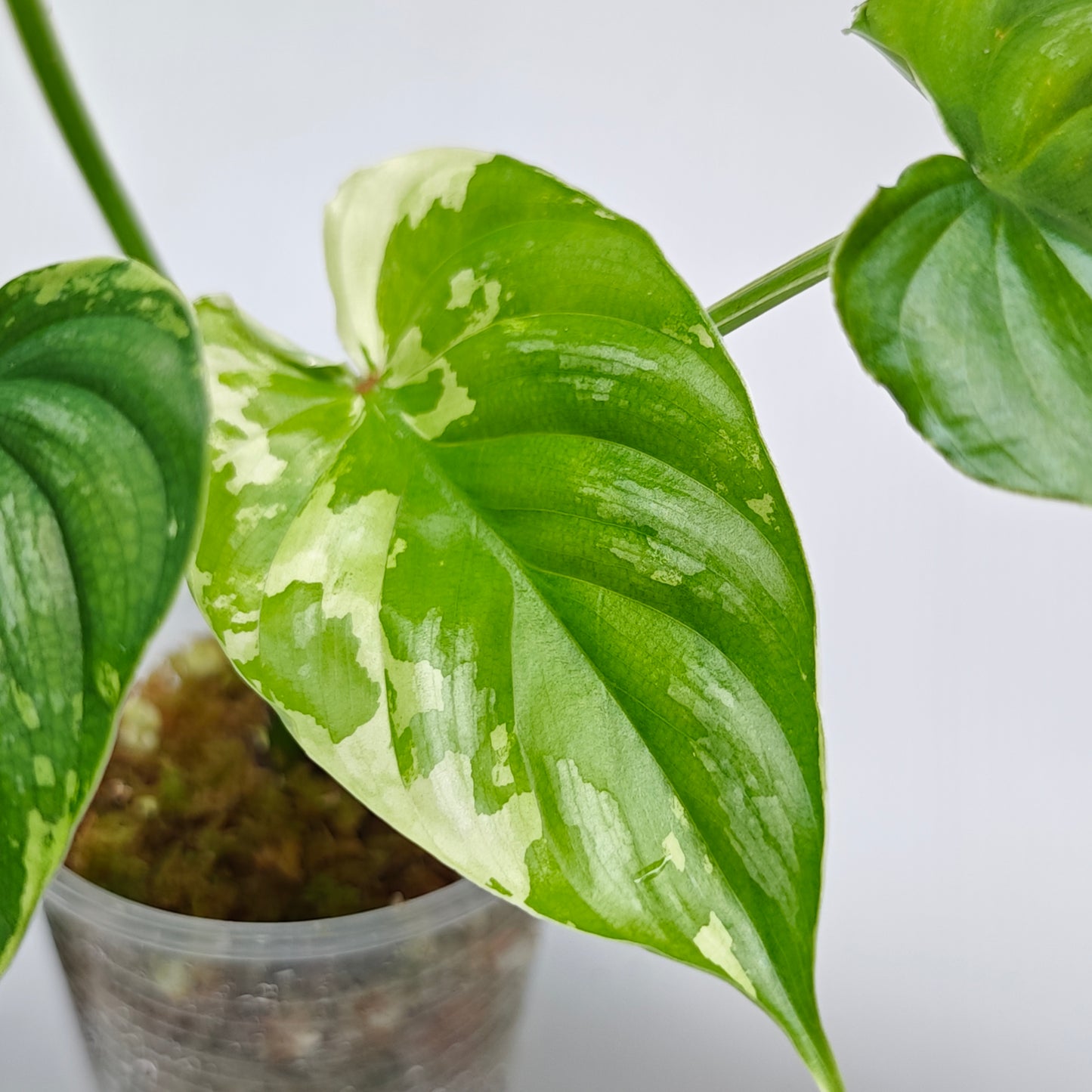 Philodendron plowmanii Variegated (M)