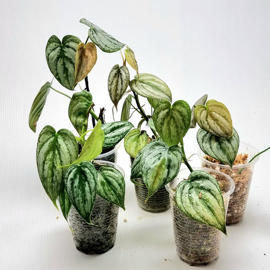 Philodendron brandtianum