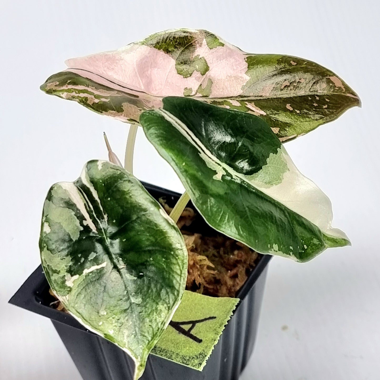 Alocasia Chantrieri Pink Variegated