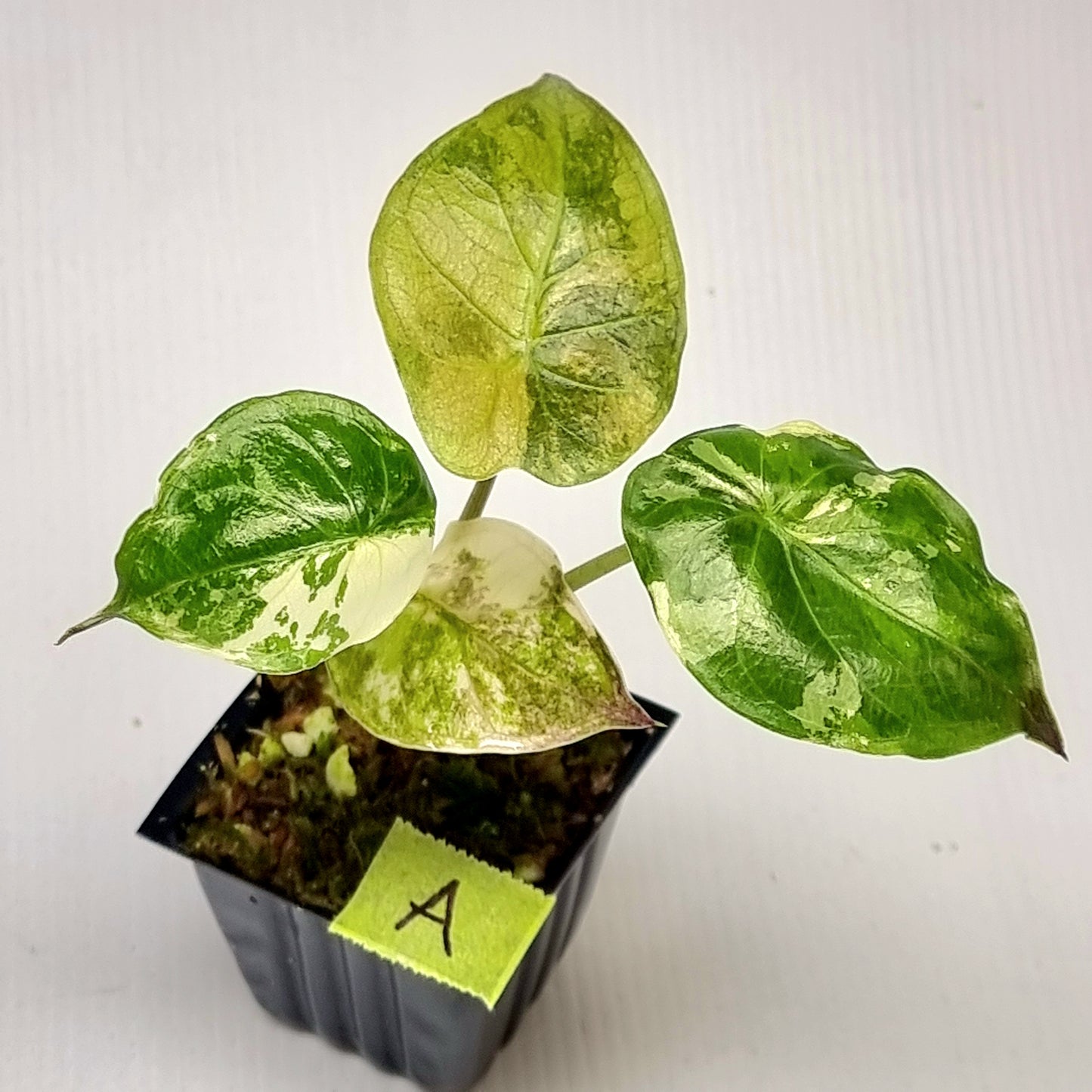 Alocasia wentii Albo/Pink Variegated