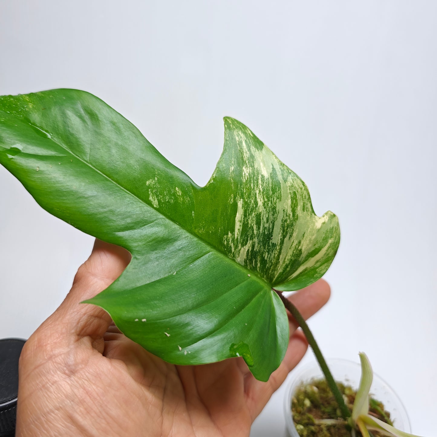 Philodendron squamiferum X P. Florida Beauty Variegated