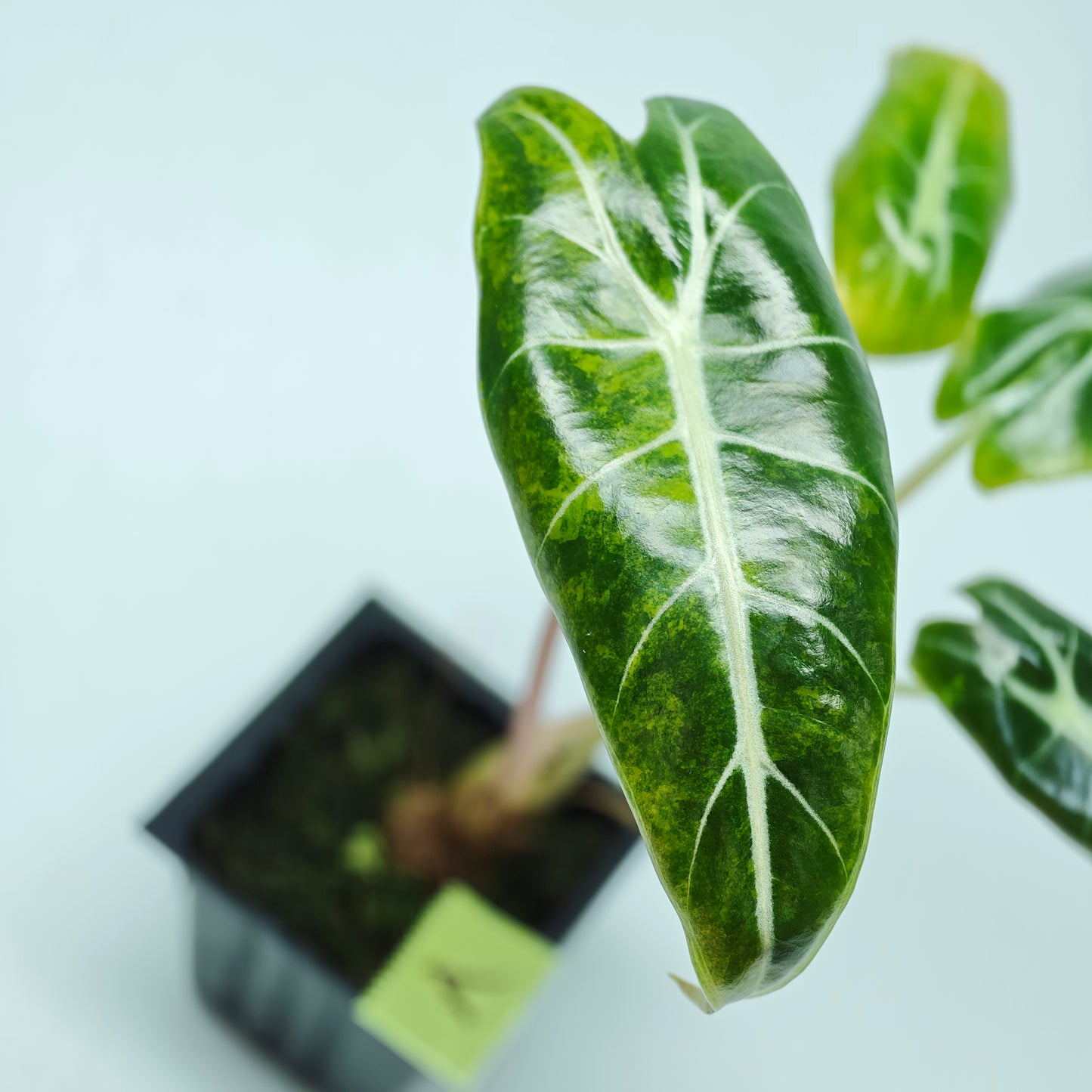 Alocasia longiloba Grandis Aurea Variegated