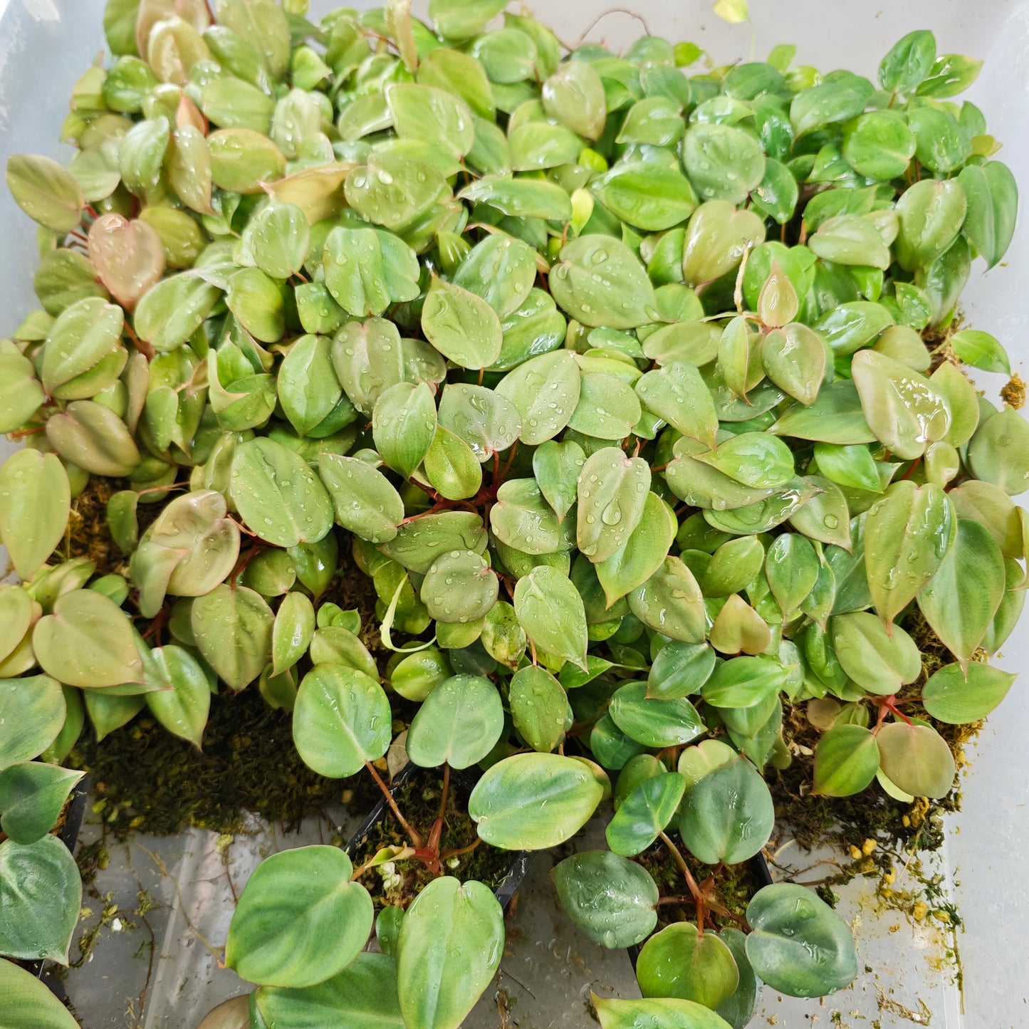 💚FREE PLANT Philodendron Billienum Bare Rooted