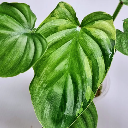 Philodendron plowmanii Variegated (M)