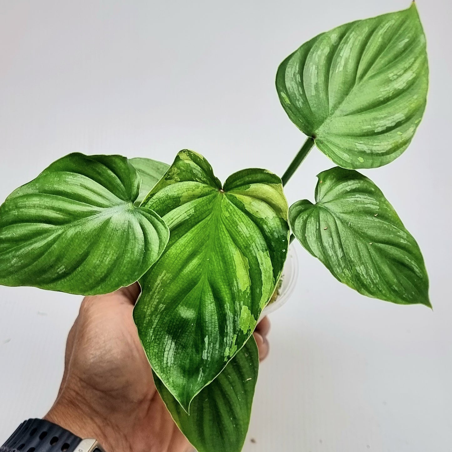 Philodendron plowmanii Variegated (M)