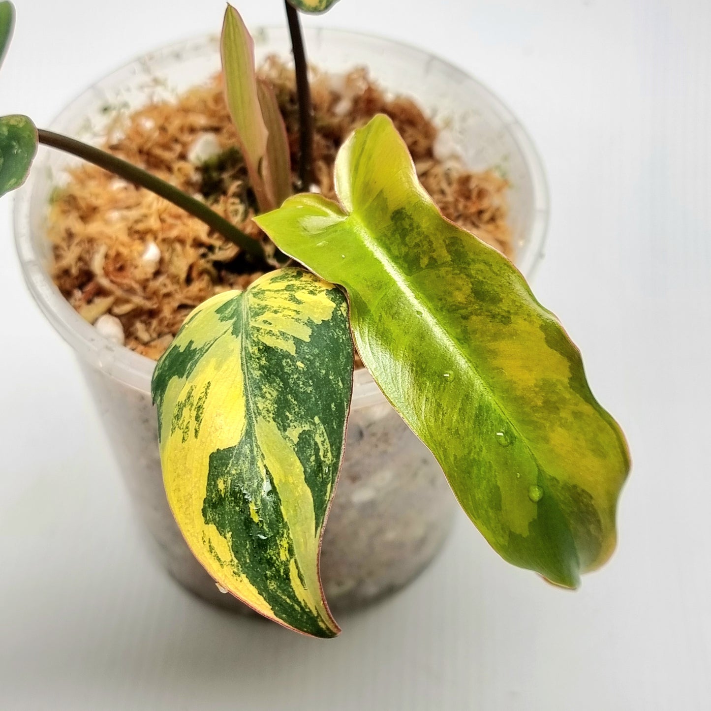 Philodendron Brown Beauty (FB x Black billie)