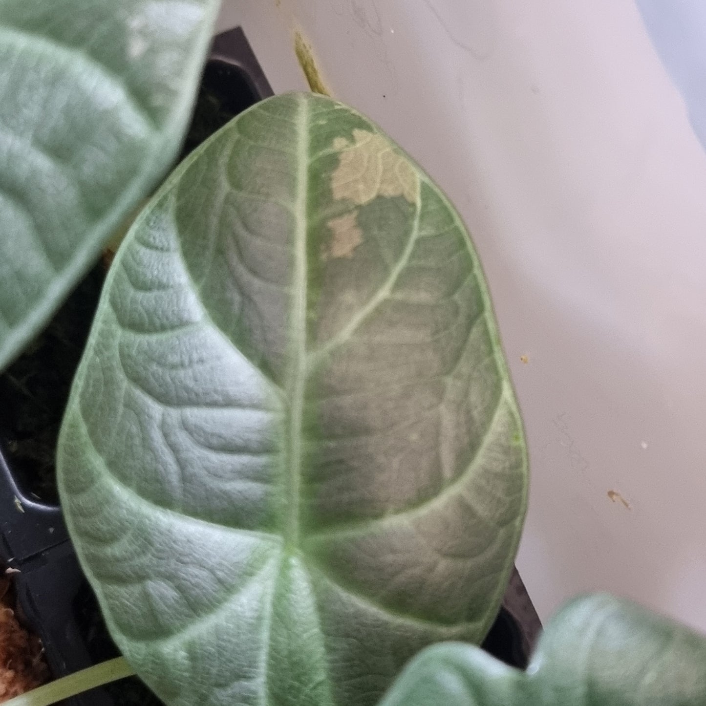 Alocasia Maharani Albo LOW Variegated