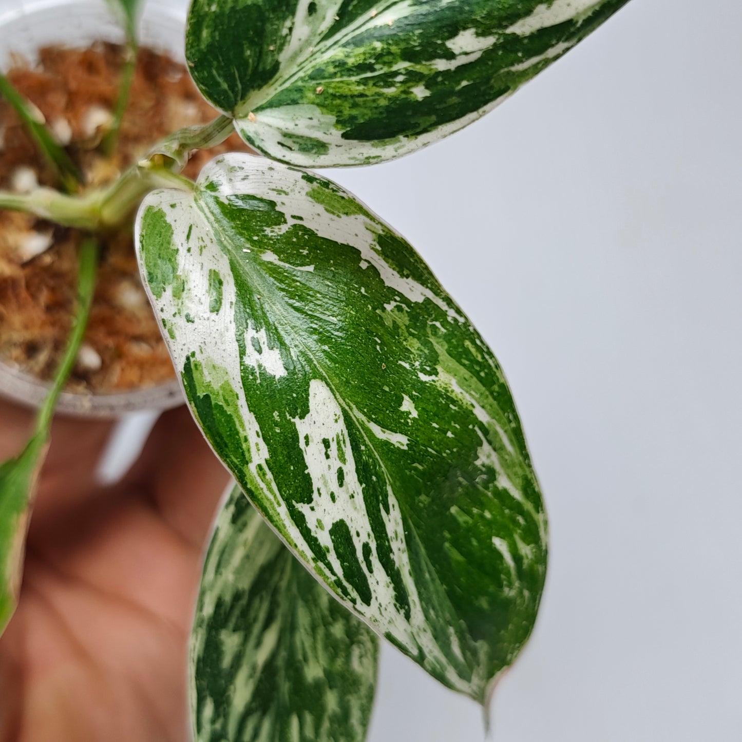 Philodendron Emerald Queen Marble