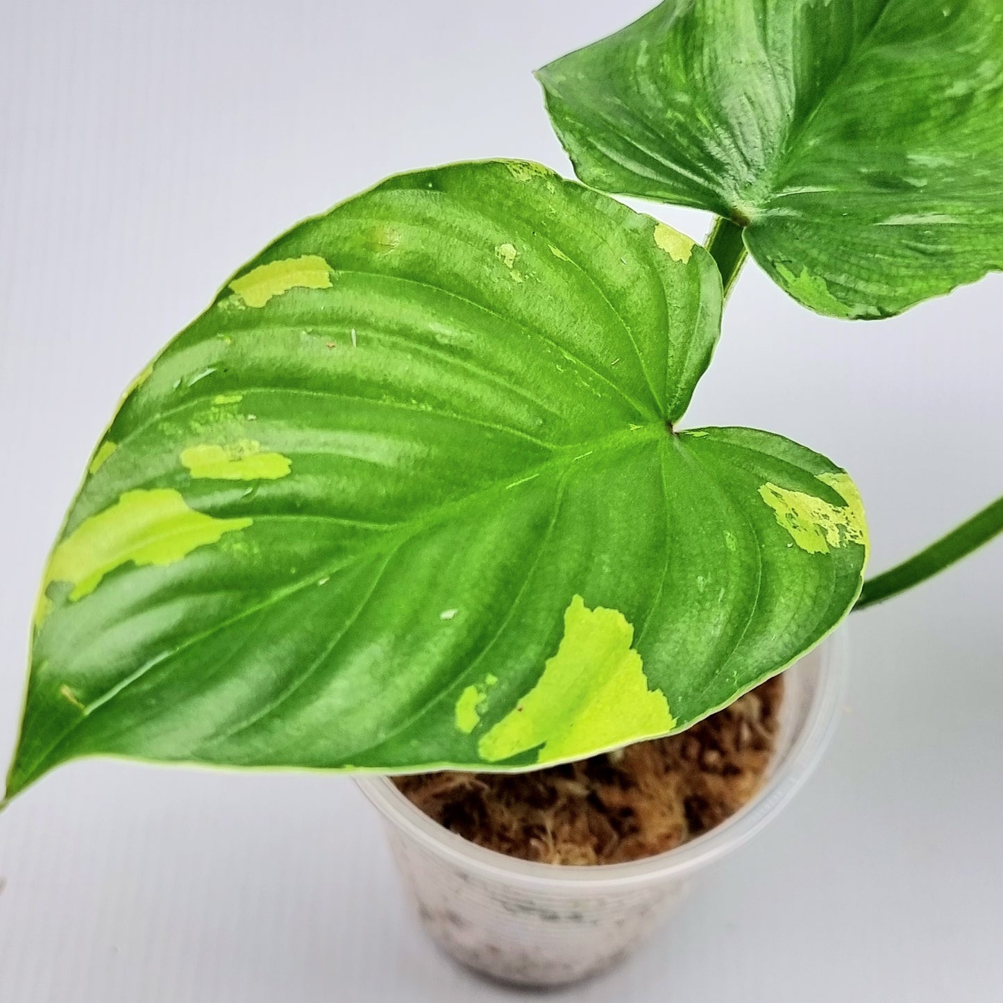 Philodendron plowmanii Variegated
