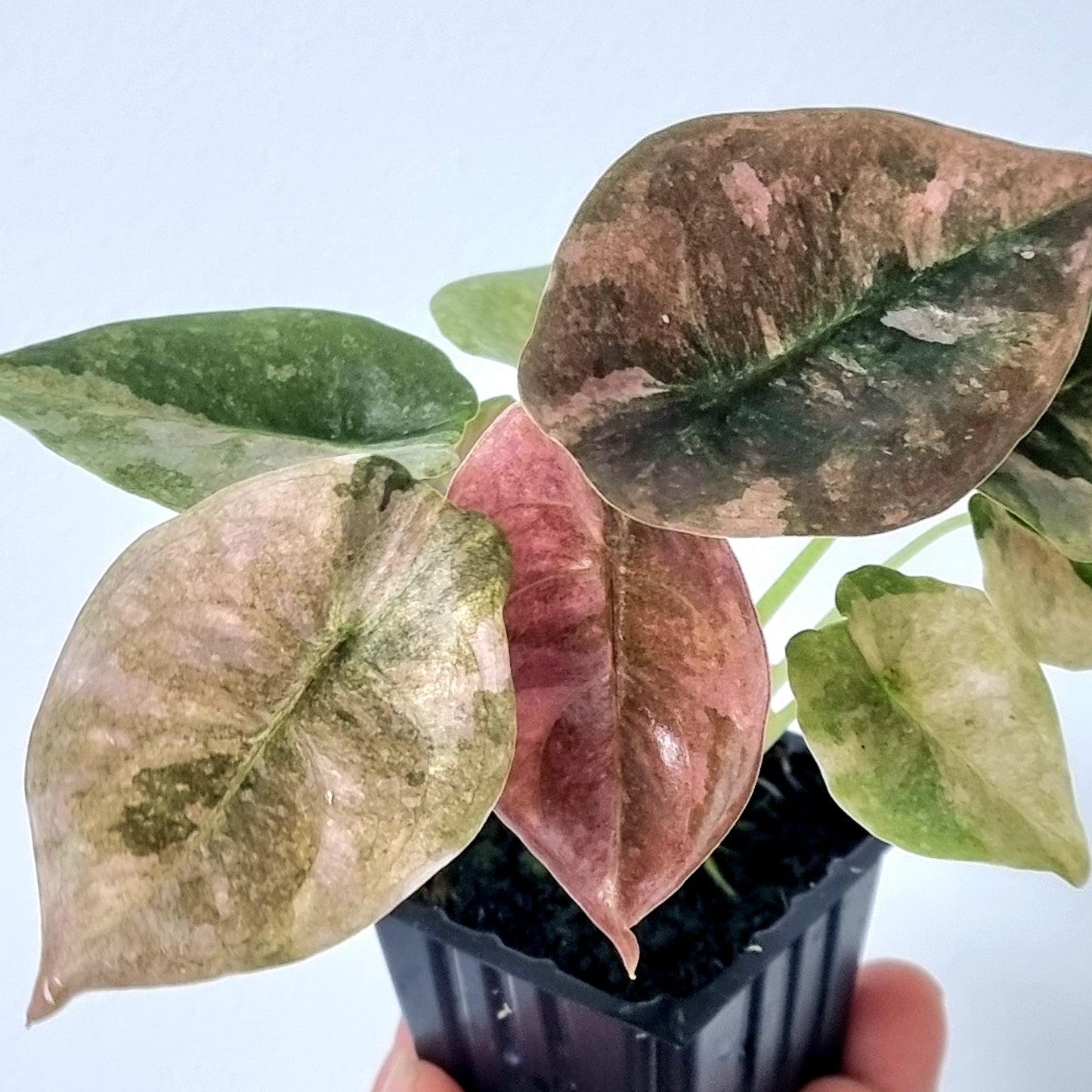 Alocasia cuprea Variegated