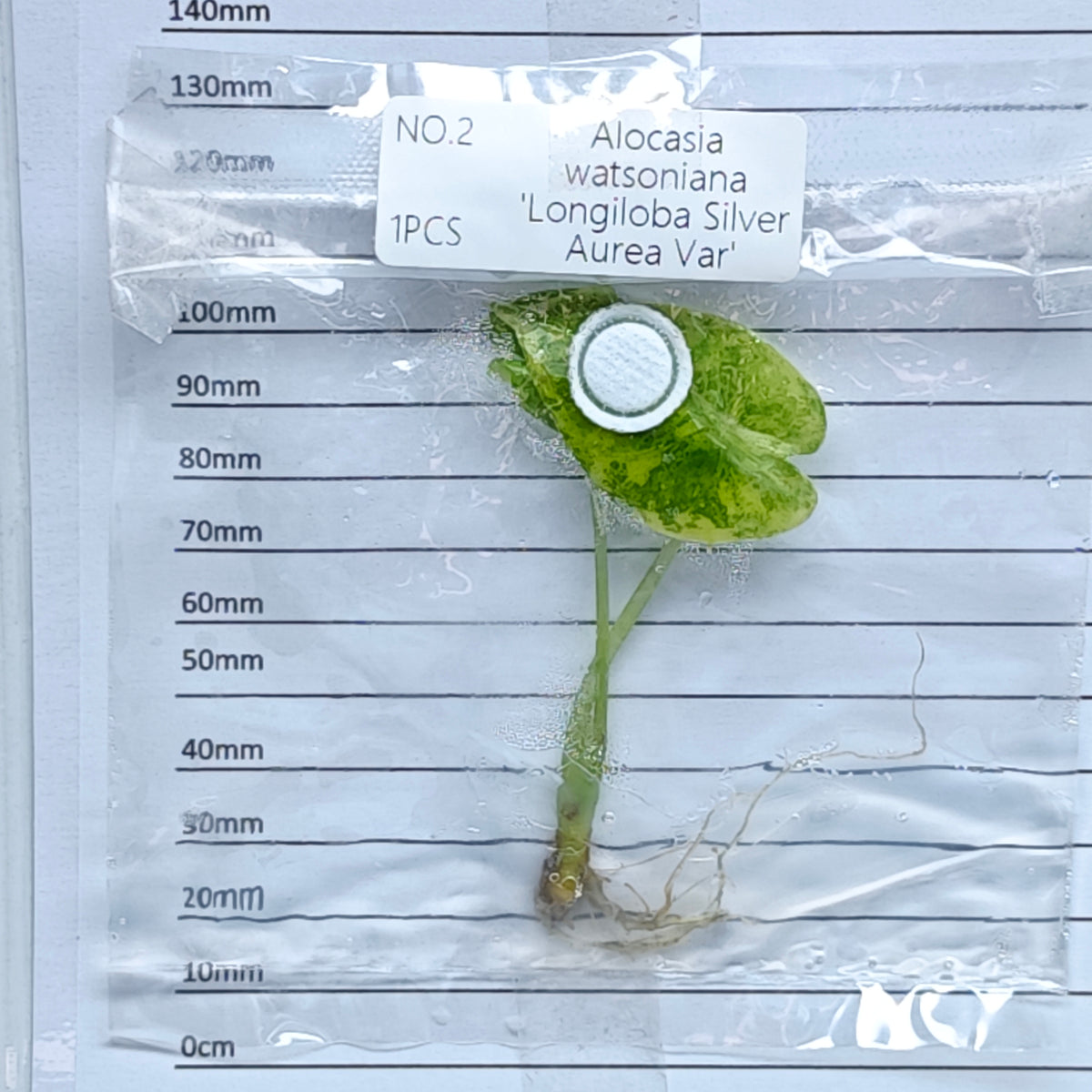 Alocasia longiloba Silver Aurea Variegated (1plant/bag) - Tissue culture