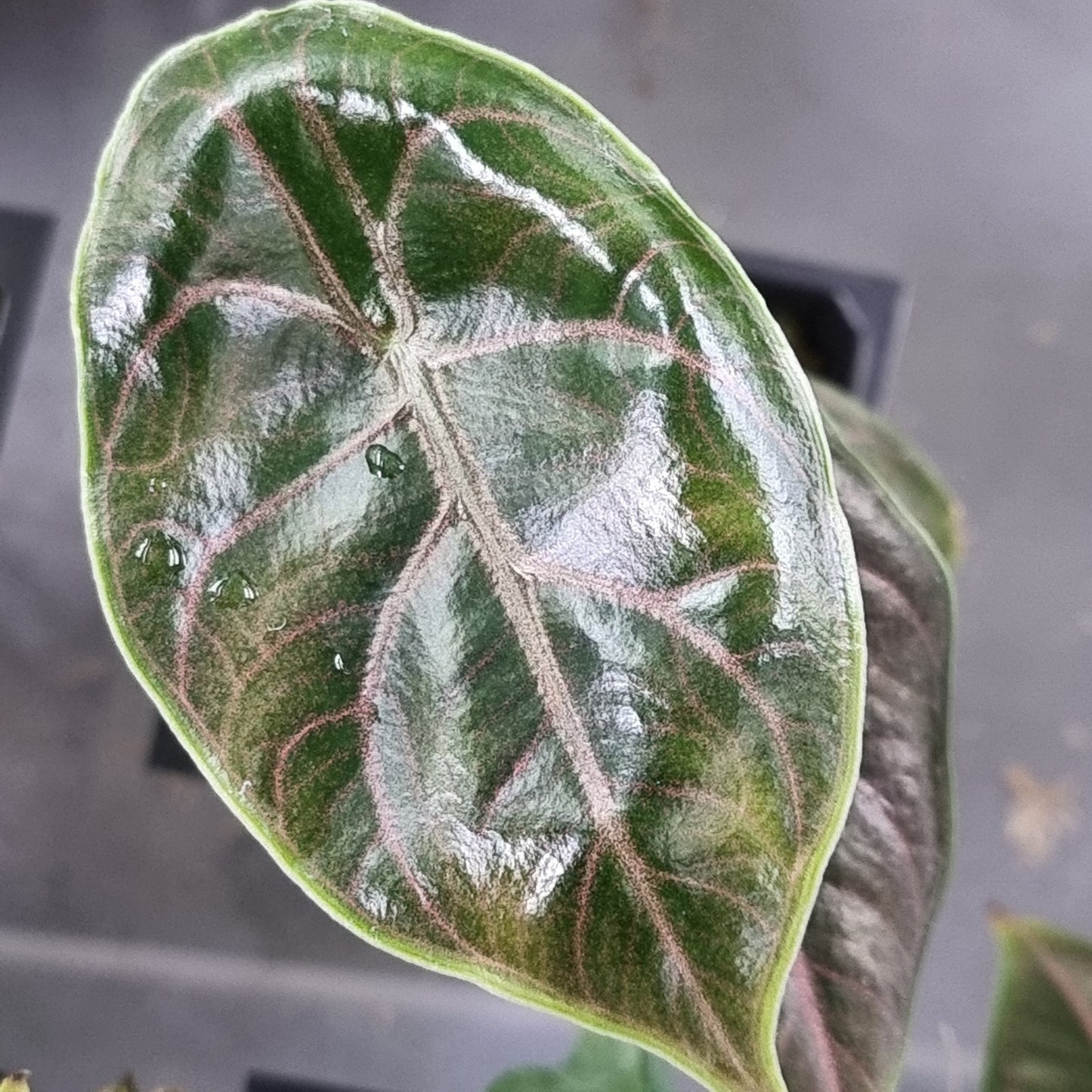 Alocasia azlanii REVERTED