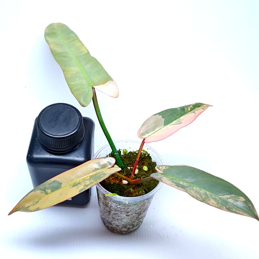 Philodendron atabapoense Pink Marble Variegated