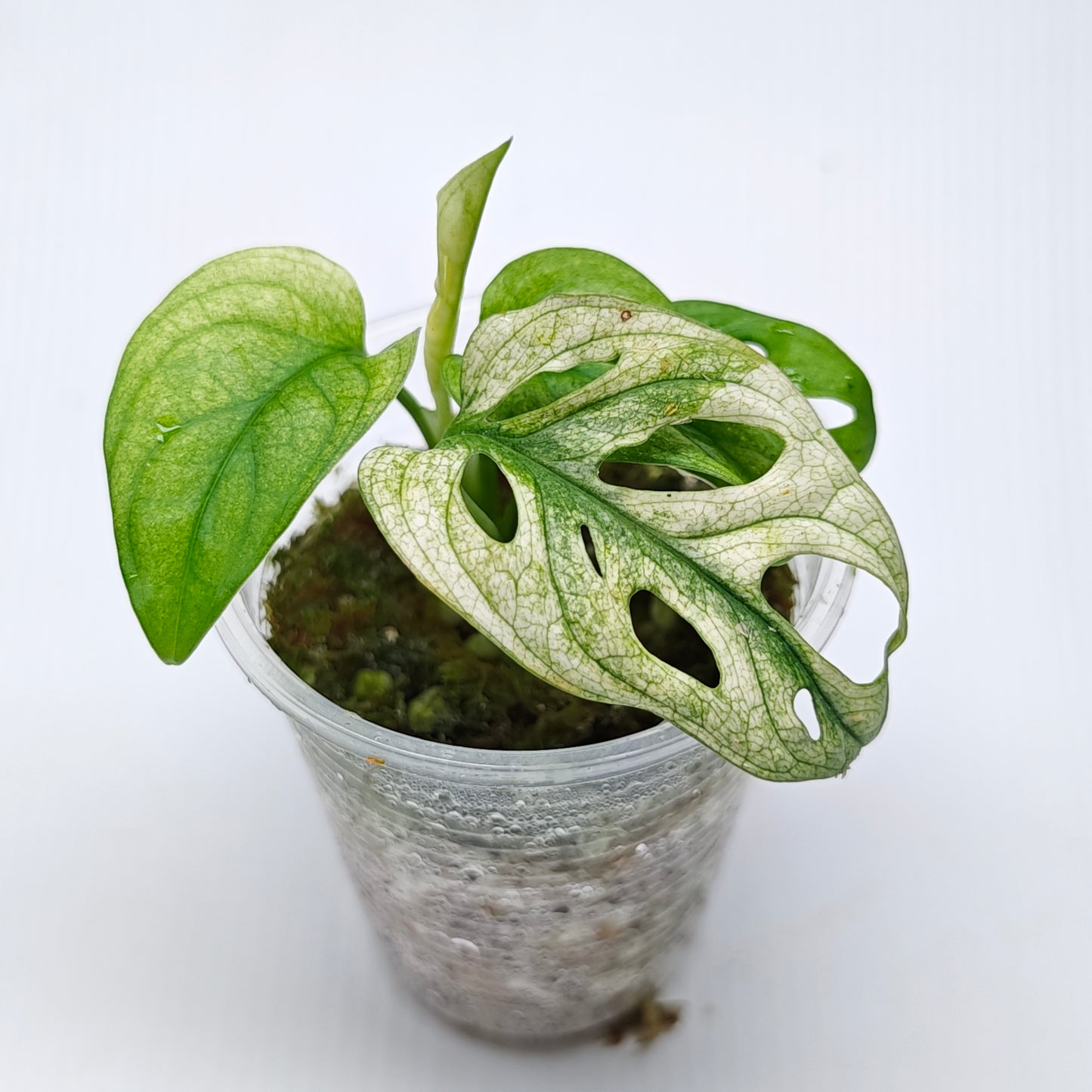Monstera adansonii "Archipelago" variegated