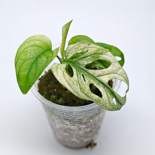 Monstera adansonii "Archipelago" variegated