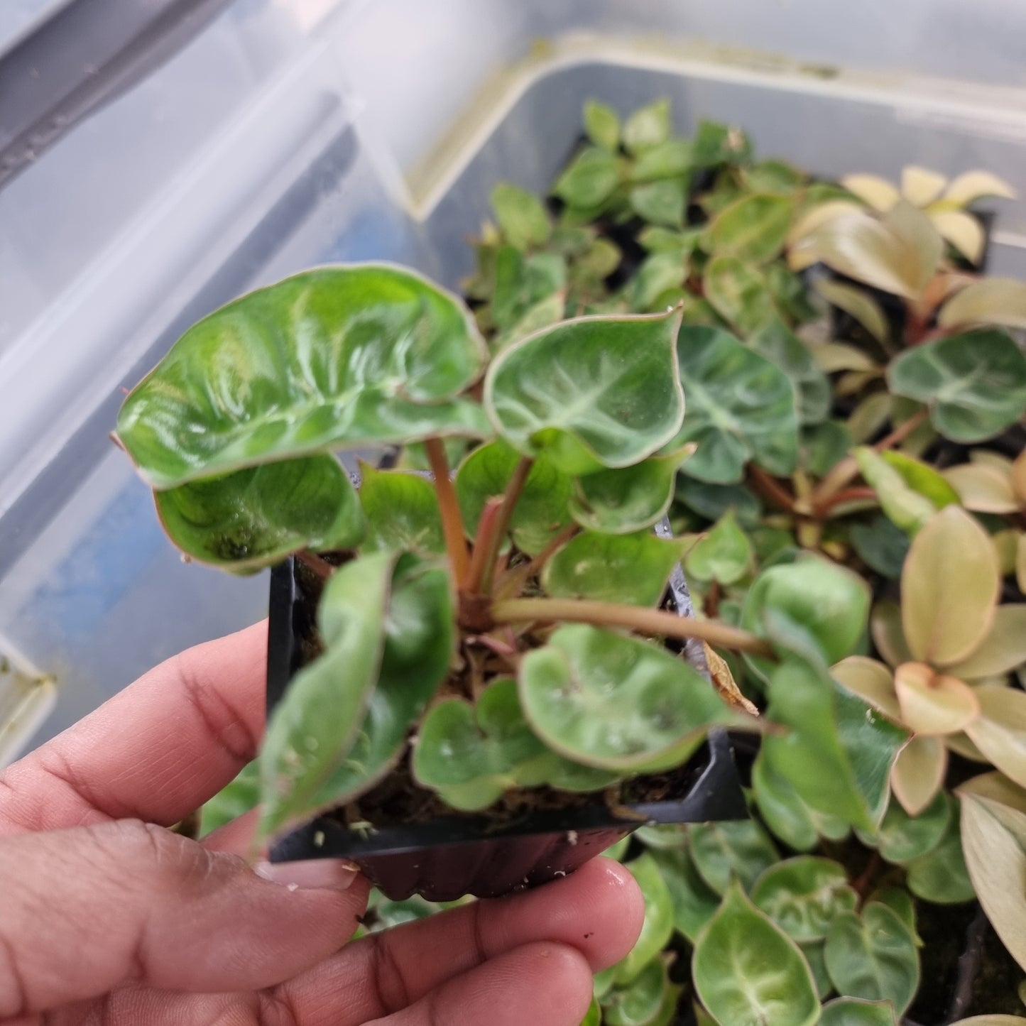 Philodendron billietiae