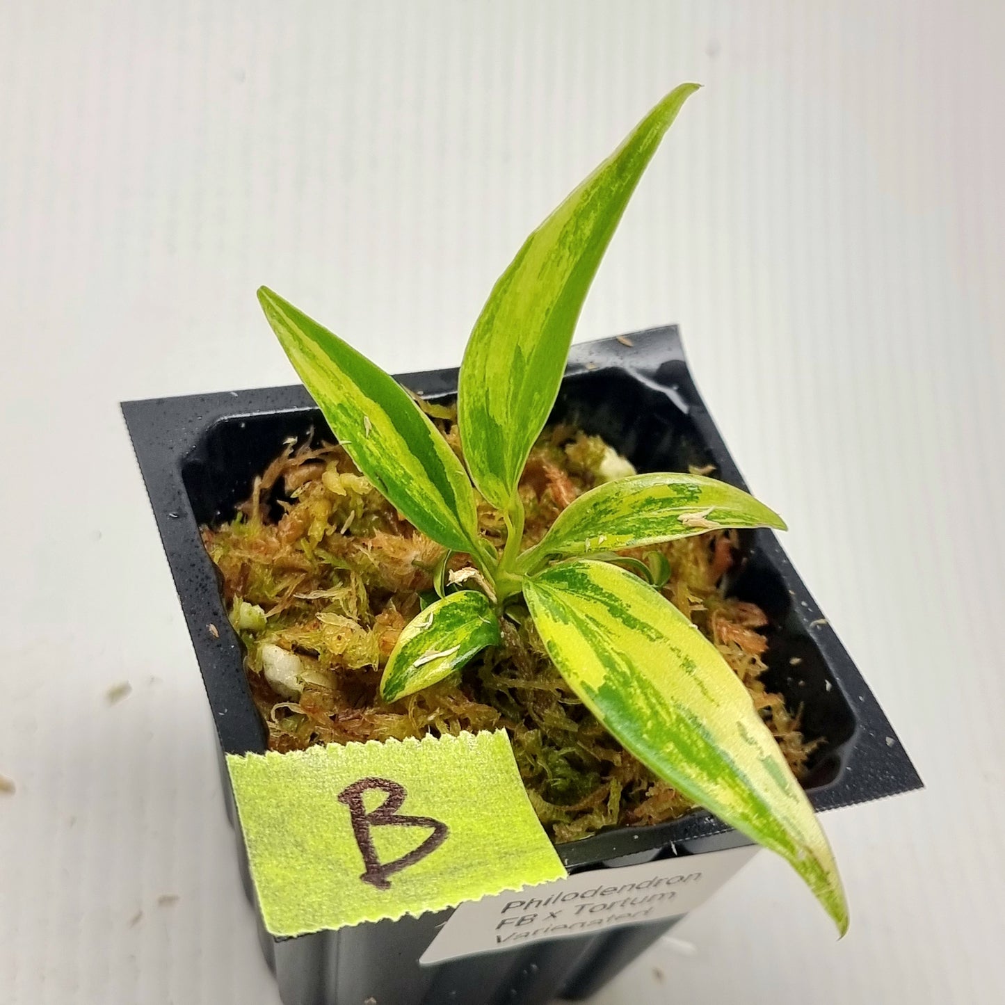 Philodendron Florida Beauty x P. tortum Variegated