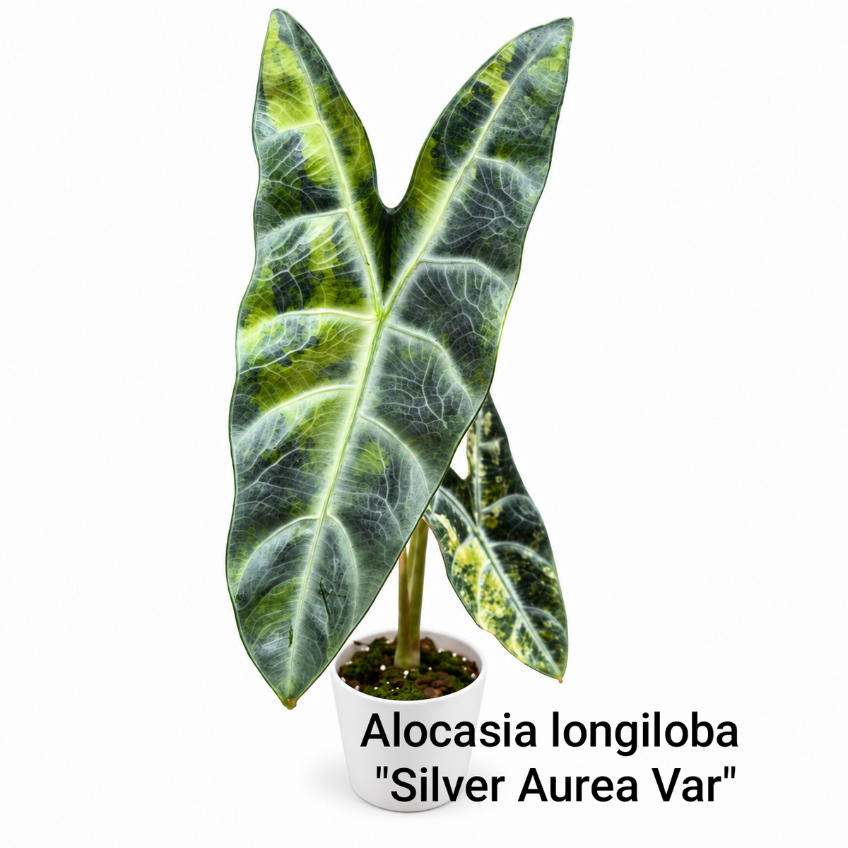 Alocasia longiloba Silver Aurea Variegated (1plant/bag) - Tissue culture