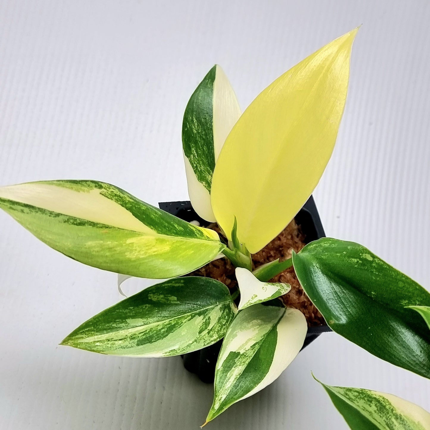 Philodendron Imperial Green Variegated