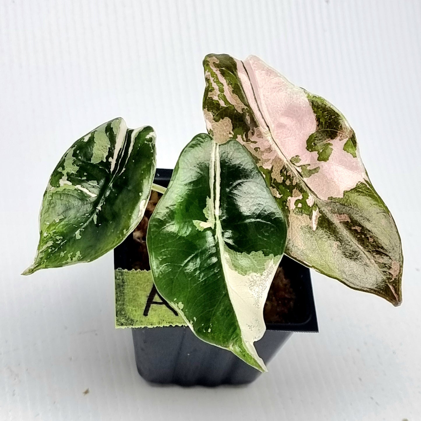 Alocasia Chantrieri Pink Variegated