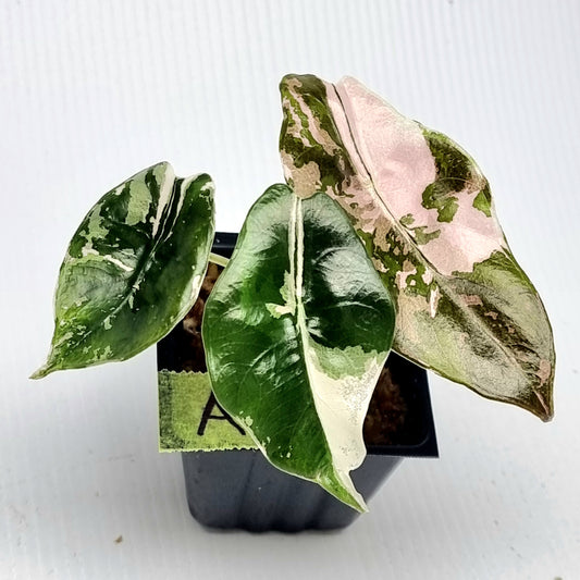 Alocasia Chantrieri Pink Variegated
