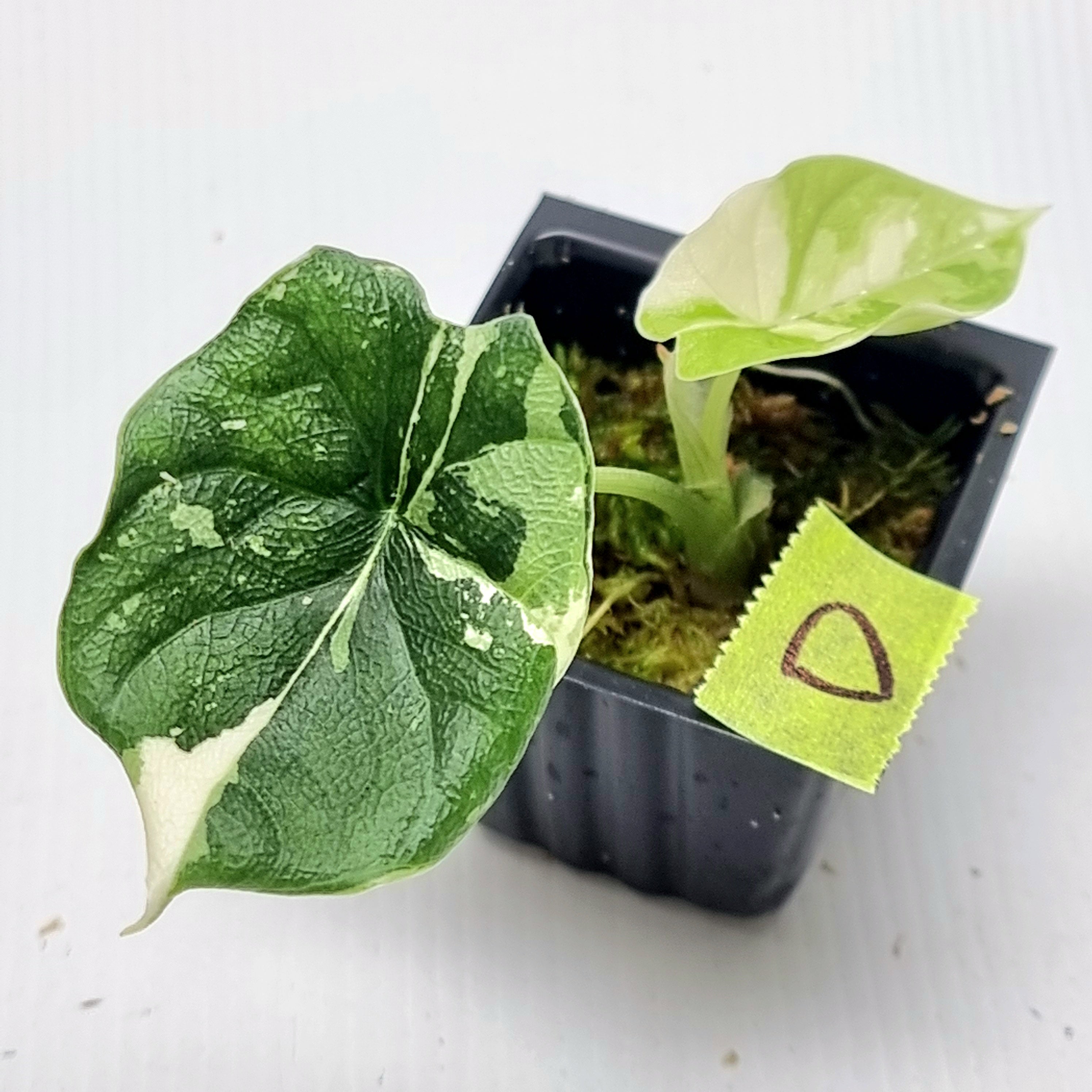 Alocasia アロカシア Variegated メロ Melo Albo melo YO259 - アルボ