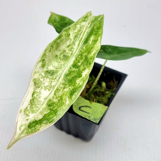 Alocasia longiloba sp Borneo Albo Variegated Narrow