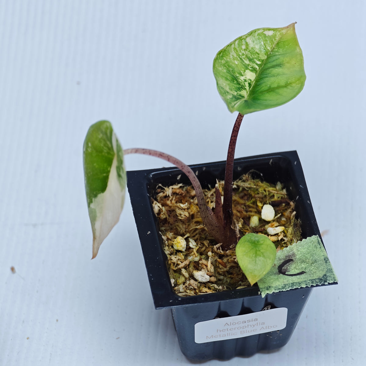 Alocasia Metallic Blue Albo Variegated