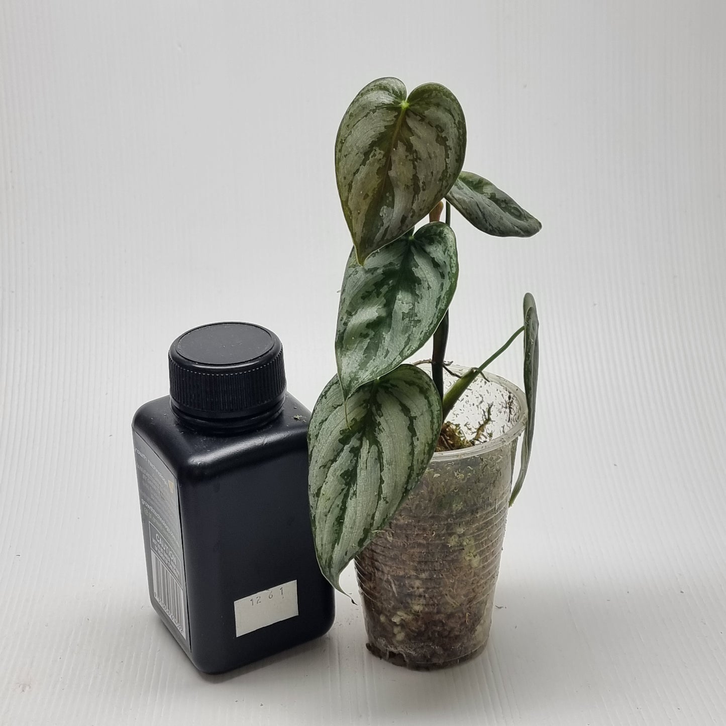 Philodendron brandtianum