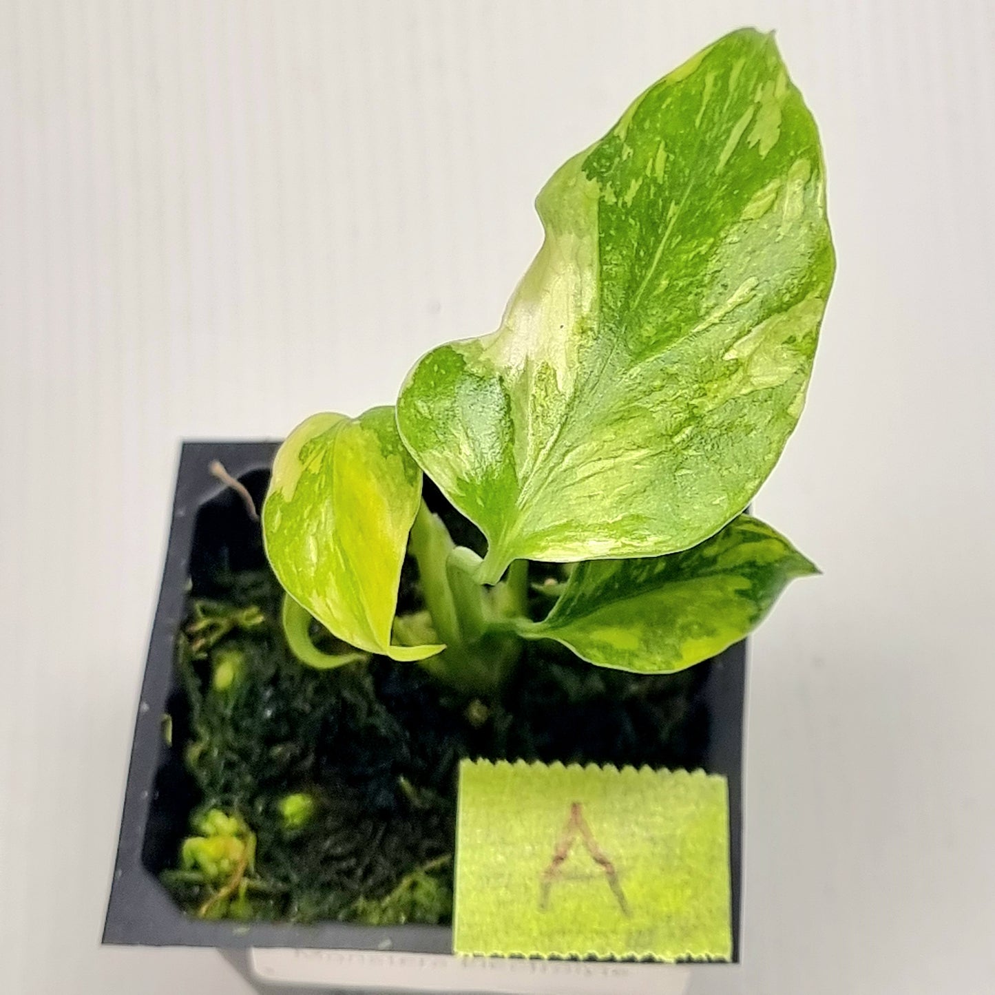 Monstera Electrolyte