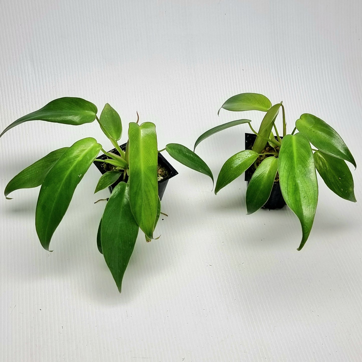 Philodendron longilobatum Lelano Miyano