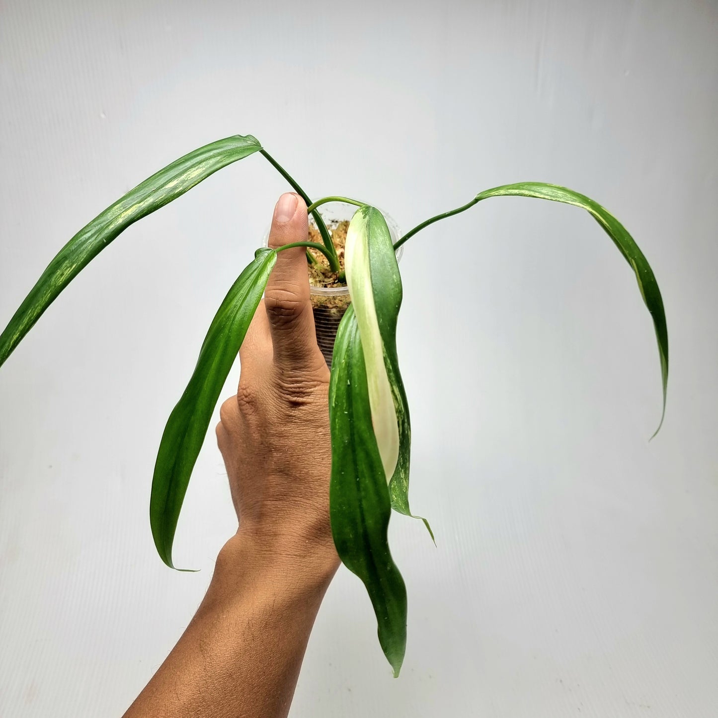 Philodendron holtonianum Variegated